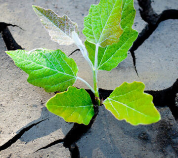 طراحی نقشه راه تاب آوری کسب و کار در سناریو های جنگی